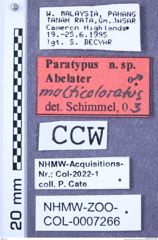 Etiketten zu Abelater multicoloratus (Schimmel, 2004) (NHMW-ZOO-COL-0007266)